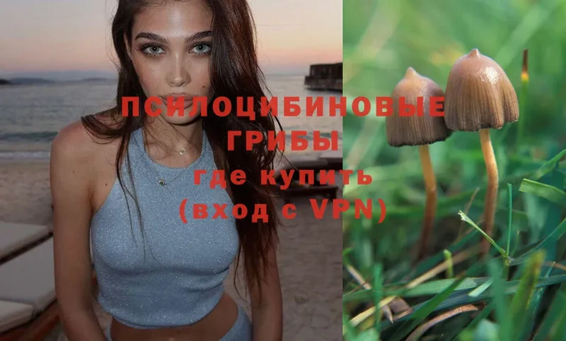 гидра ССЫЛКА  Ак-Довурак  Галлюциногенные грибы Psilocybe 